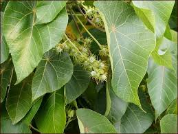 Image result for Macaranga schweinfurthii