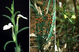 Image result for Striga asiatica