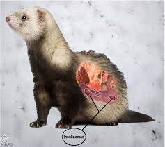 While ferrets are not for everyone, they can make great pets for the right owner. Insulinoma In Your Ferret Its Cause Diagnosis And Treatment