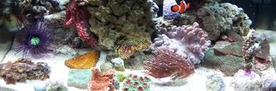 Adam Świątek, Author at ReefHub.pl