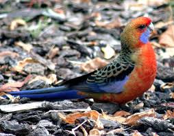 Platycercus Elegans Adelaidae Adelaide Rosella Pet Birds Parrot Bird Animals
