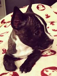 Maybe you would like to learn more about one of these? Miniature French Bull Terrier Info And Pictures French Bulldog Miniature Bull Terrier Hybrid Dogs French Bull Terrier Hybrid Dogs French Bulldog