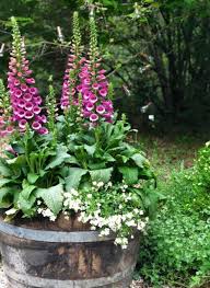 15 Unique And Beautiful Container Garden Ideas Wine Barrel Planter Foxglove Idees Jardin Idees De Jardin Fleur Petit Jardin Anglais