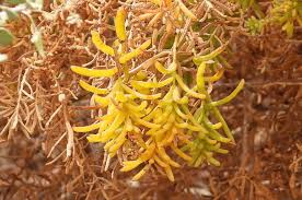 Image result for Suaeda monoica