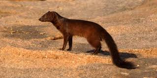 Image result for Empogona ngalaensis