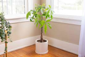 We did not find results for: The Feng Shui Money Plant And How To Place One