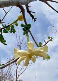 Image result for Garcinia volkensii