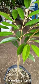 Bibit durian musang king 082327035265. Jual Bibit Durian Musang King Kaki 3 Unggul Kartani Co Id