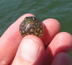 Blorp Cute Overload Cute Reptiles Cute Little Animals Tiny Baby Animals