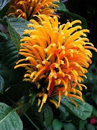 Image result for Justicia scandens