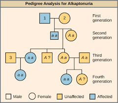 Dihybrid cross is a cross between two different lines (varieties, strains) that differ in two observed traits. 11 2 The Father Of Genetics Biology Libretexts