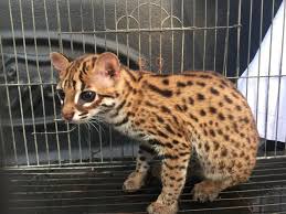 ⁣⁣bayangkan saja untuk dapat menangkap gambar kucing hutan ini, sang fotografer harus menunggu selama 9 minggu untuk melakukan observasi hutan di kalimantan. Ditreskrimsus Bongkar Jaringan Penjualan Satwa Dilindungi Di Kalsel Kanal Kalimantan