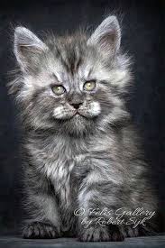 Black And White Maine Coon Cats For Sale Pin On Maine Coon Cats Adoption