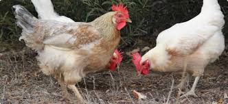 Stickfast Fleas: Control And Eradication | Agriculture And Food