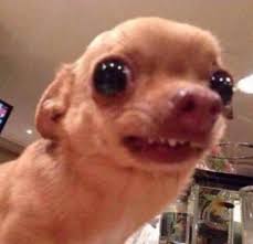 Ai I Miѕѕ Usy Msyaye Tnai Aiutning Ii Tniѕ Wsyaℓ Weird Quotes Funny Funny Dog Memes Funny Animal Memes