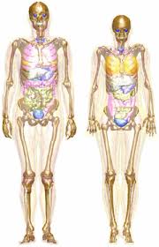 Kedua hal ini sangat penting dalam struktur grammar bahasa inggris. Electron Specific Absorbed Fractions For The Adult Male And Female Icrp Icru Reference Computational Phantoms Iopscience