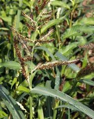 Image result for Echinochloa brevipedicellata