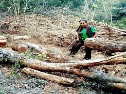 Dalam artikel ini kita akan membahas contoh kesan dan pesan untuk sekolah, perpisahan, untuk. Kisruh Dugaan Pembalakan Liar Kayu Sonokeling Di Ntt Bagaimana Akhirnya Mongabay Co Id