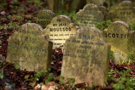 We did not find results for: 12 Fascinating Pet Cemeteries Around The World Mental Floss