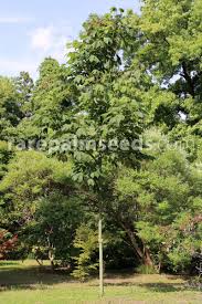 Image result for Firmiana simplex