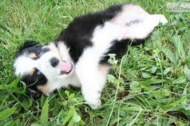 Maybe you would like to learn more about one of these? Lilly Pending Female Mini Australian Shepherd Mini Australian Shepherds Miniature Australian Shepherd Miniature Australian Shepherd Puppies