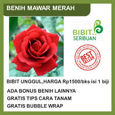 Beli bibit bunga online terdekat di surabaya berkualitas dengan harga murah terbaru 2021 di tokopedia! Harga Bunga Taman Benih Terbaik Agustus 2021 Shopee Indonesia