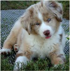 Aussie rescue of minnesota aussie rescue of minnesota, inc. Toy Australian Shepherd For Sale In Mn Toywalls