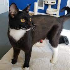 Adopt Twilight Princess On Petfinder Cat Adoption Cute Baby Animals Cats And Kittens