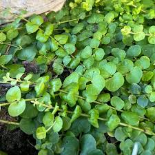 Image result for Lysimachia