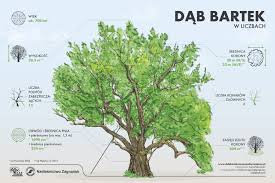 A) dąb bartek b) manufaktura w łodzi c) sukiennice d) wawel 4) dąb bartek znajduje się. Dab Bartek W Dobrej Kondycji Ostrowiecka Pl