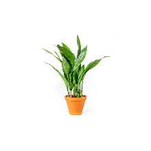 Image result for Kořenokvětka Aspidistra