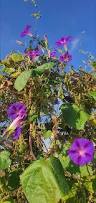 Image result for Ipomoea violacea