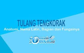 Berikut kami merangkum sebagian kecil nama pohon dari jutaan jenis pepohonan yang ada di indonesia. Tulang Tengkorak Anatomi Nama Latin Bagian Dan Fungsinya