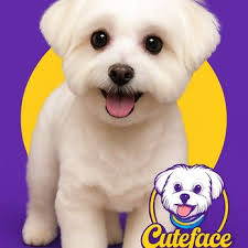 TOP 10 BEST Pet Groomers in Windsor, ON