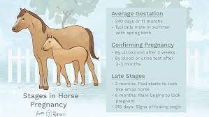 You may use the following text to give some exposure to the photo. Symptoms And Stages Of Pregnancy In Horses