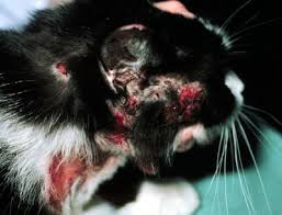 Causes of pollen allergies in cats. Allergies In Cats Wikipedia