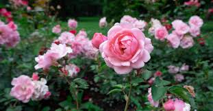Plant the potato and the rose clipping into the ground with at least three inches of good soil covering it. How To Make Rose Water