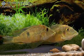 Zo spolupráce pri koordinácii výpovedí obviňuje skupinku vyšetrovateľov a prokurátorov špeciálnej prokuratúry. Geophagus Pellegrini My Fish Aus Freude An Der Aquaristik