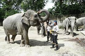 — picture via facebook/ zoo taiping & night safari. Go On A Tour Around Zoo Taiping And Night Safari With Their Virtual Tour Programme News Rojak Daily