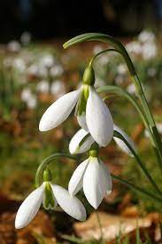 Our Favourite Places To See Snowdrops In The Uk Flowers Uk Flower Photos Woodland Flowers