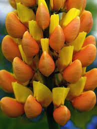 Pin On Garden Flowers Trees