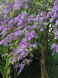 sandpaper vine พวงคราม ท บ าน ดอกไม สวย ดอกไม ส ม วง ดอกไม