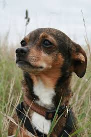 We are devoted to practicing compassionate medicine and treating your pets like family! Lakeland Animal Hospital Friends Lakeland Animal Hospital P C