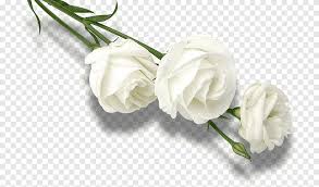 Selain warna merah, bunga mawar putih merupakan alternatif pilihan warna mawar yang populer lainnya. Mawar Putih Mawar Putih Putih Png Pngegg