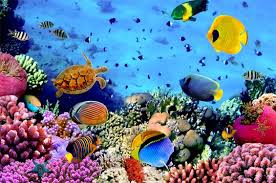 10 Of The Best Places To Snorkel In The Caribbean Underwater Wallpaper Tropical Fish Coral Reef