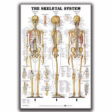 Us 5 32 Skeletal System Anatomical Chart Skeleton Medical Art Silk Poster 12x18 24x36in Home Decor L W Gift Wall Deco Room Decoration In Painting