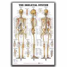 us 5 32 skeletal system anatomical chart skeleton medical art silk poster 12x18 24x36in home decor l w gift wall deco room decoration in painting