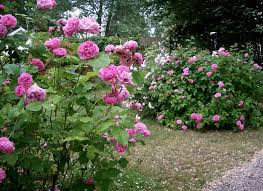Rosa 'louise odieur', rosa 'madame de stella', rosa 'madame louise odier', rosa 'rosa louise odier' other attributes: Louise Odier And Duchesse De Rohan Heirloom Roses Front House Landscaping Rosebush