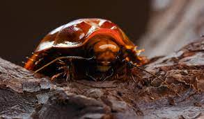 Check spelling or type a new query. Australia S Giant Burrowing Cockroaches Actually Hiss
