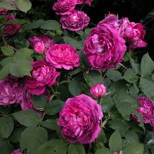 Ou trouver des pousses de bambou. Rosier Reine Des Violettes Achat Rosier Arbuste Violet
